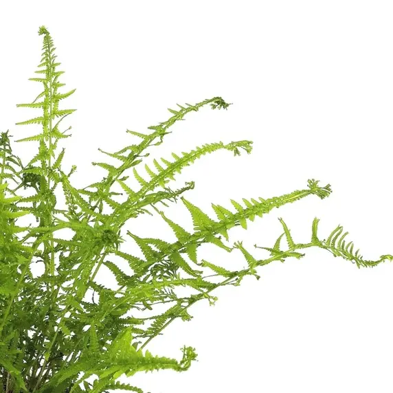 Athyrium filix-femina 'Victoriae' 1.5L - image 1