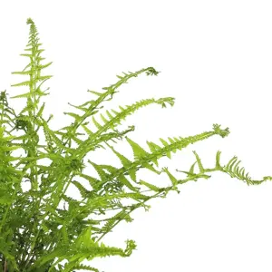 Athyrium filix-femina 'Victoriae' 1L - image 2