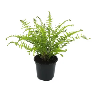 Athyrium filix-femina 'Victoriae' 1.5L - image 2