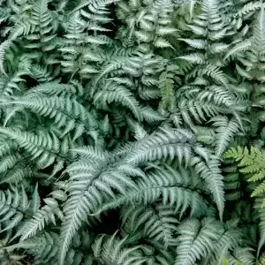 Athyrium niponicum var. pictum 'Metallicum' 9cm - image 1