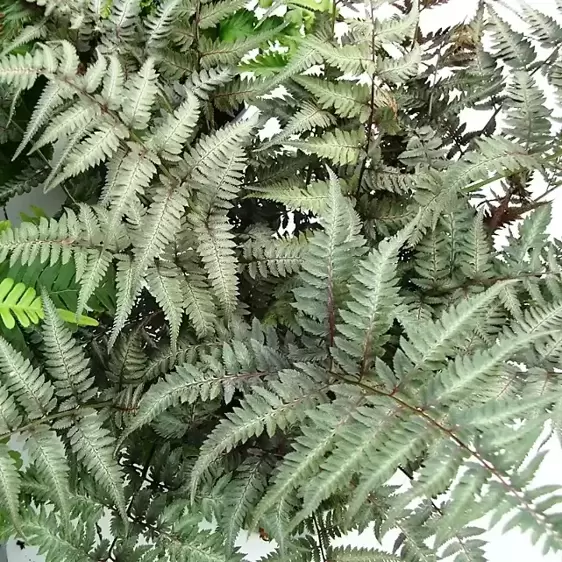 Athyrium niponicum 'Red Beauty' 9cm - image 2