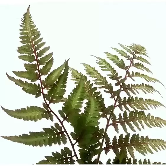 Athyrium niponicum 'Red Beauty' 9cm - image 1