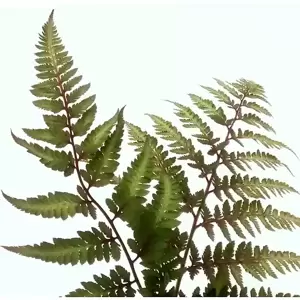 Athyrium niponicum 'Red Beauty' 9cm - image 2