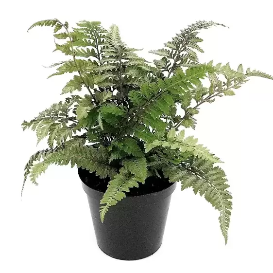 Athyrium niponicum 'Red Beauty' 1.5L - image 2