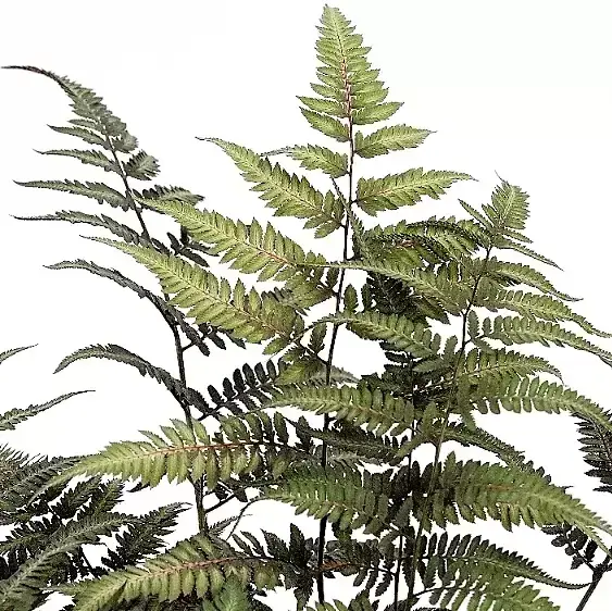 Athyrium niponicum var. pictum 1L - image 2