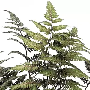 Athyrium niponicum var. pictum 1L - image 2