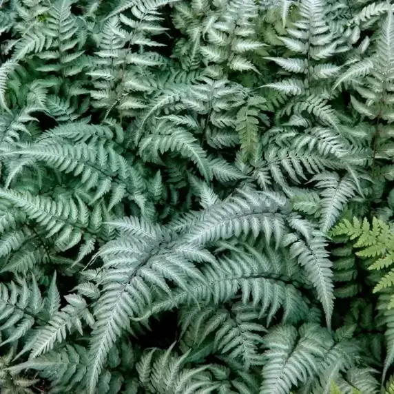 Athyrium niponicum var. pictum