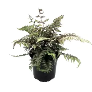 Athyrium niponicum var. pictum 1.5L - image 3