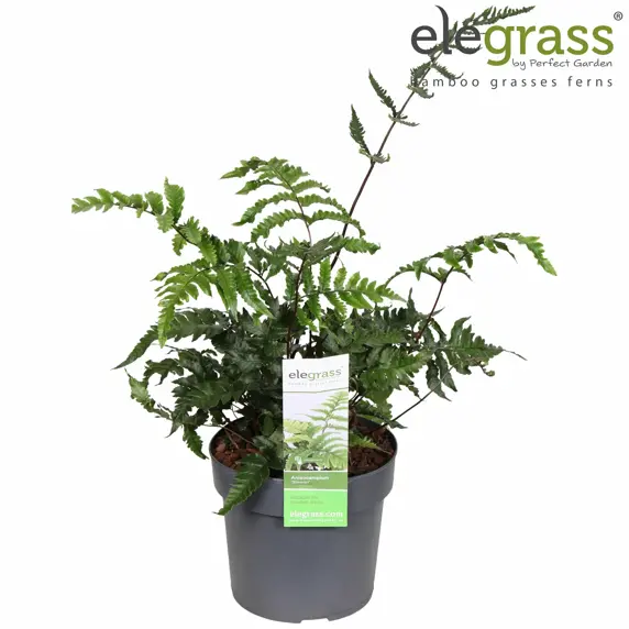 Athyrium sheareri / Anisocampium sheareri 14cm - image 2