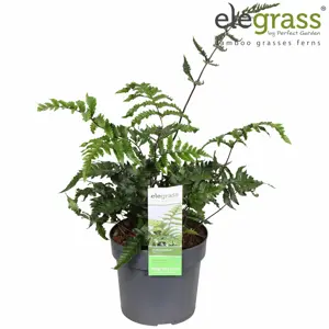 Athyrium sheareri / Anisocampium sheareri 14cm - image 2