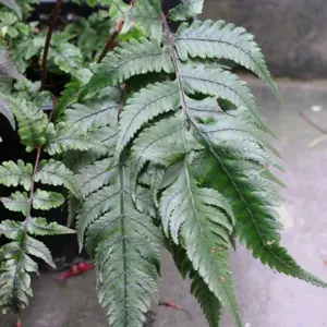 Athyrium sheareri / Anisocampium sheareri 14cm - image 1