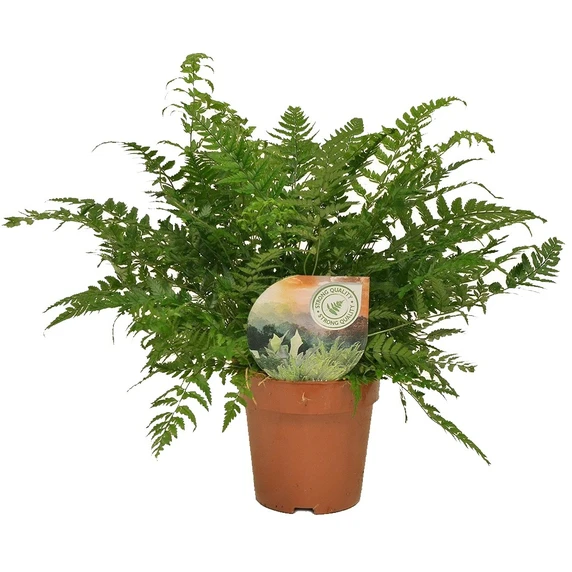 Athyrium spicatum 12cm
