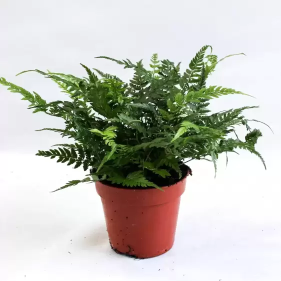 Athyrium spicatum