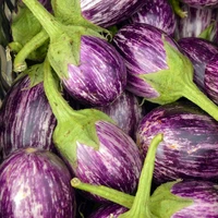Aubergine