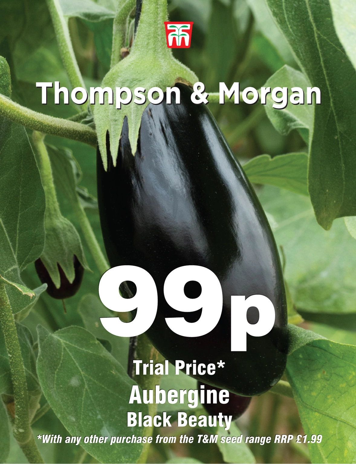 Aubergine Black Beauty - Cowell's Garden Centre | Woolsington