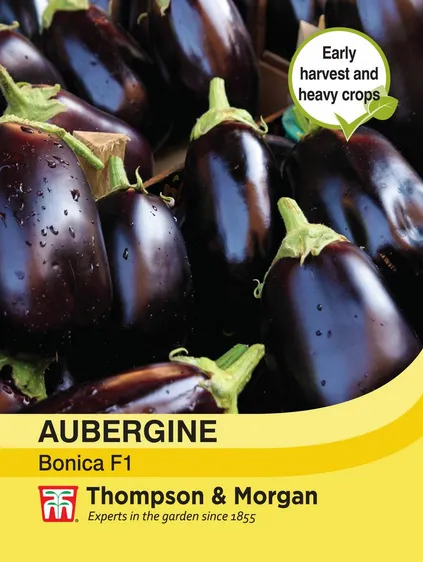 Aubergine Bonica - image 1