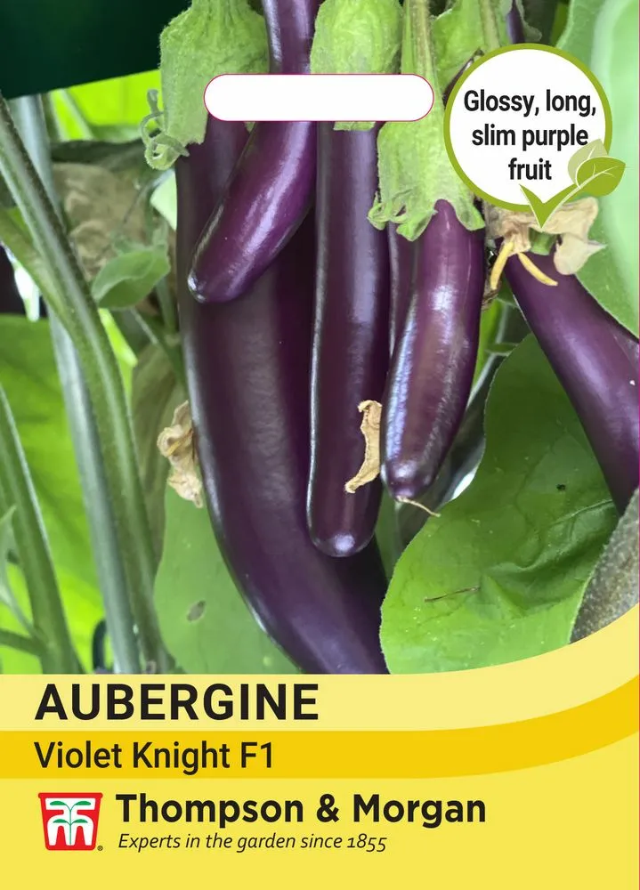 Aubergine Purple Knight F1 Cowell's Garden Centre Woolsington