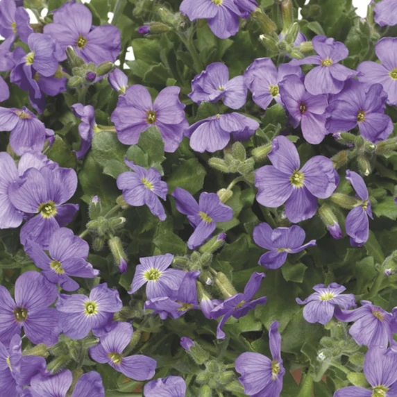 Aubrieta hybrida 'Audrey Light Blue'