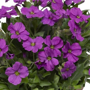 Aubrieta hybrida 'Axcent Antique Rose' 9cm