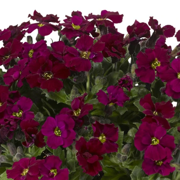 Aubrieta hybrida 'Axcent Burgundy' 9cm - image 2
