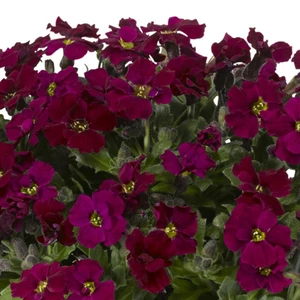 Aubrieta hybrida 'Axcent Burgundy' 9cm - image 2