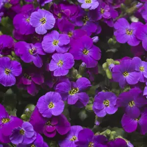 Aubrieta hybrida 'Axcent Deep Purple' 9cm