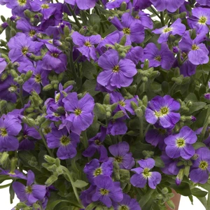 Aubrieta hybrida 'Axcent Light Blue' 1L