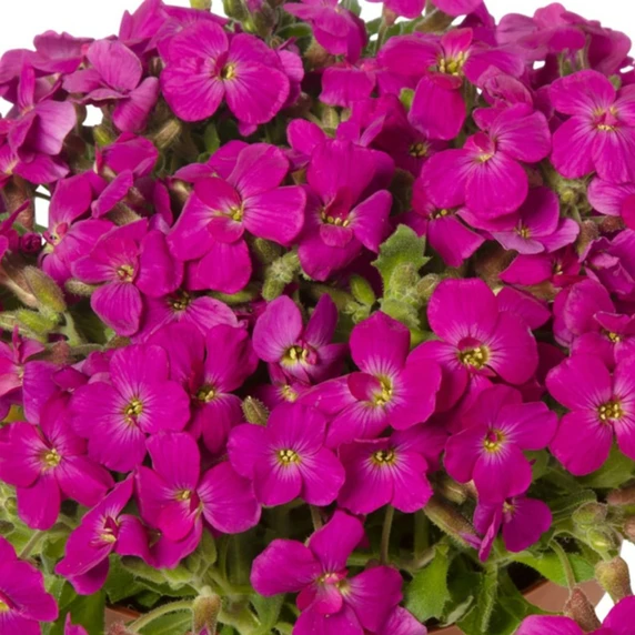 Aubrieta hybrida 'Axcent Lilac' 1L