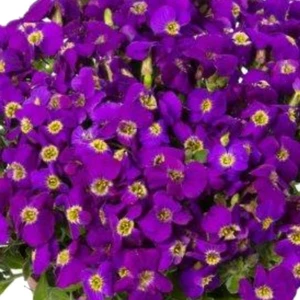 Aubrieta hybrida 'Axcent Violet with Eye' 9cm