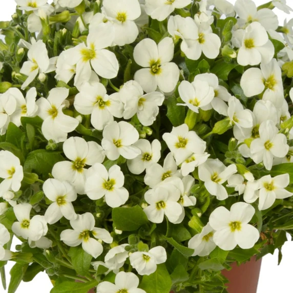 Aubrieta hybrida 'Axcent White' 9cm