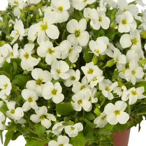 Aubrieta hybrida 'Axcent White' 9cm
