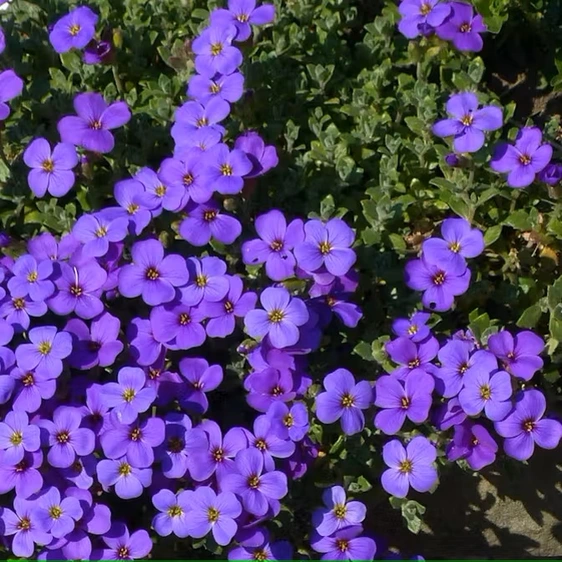 Aubrieta ‘Blaumeise’