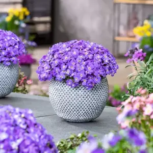 Aubrieta gracilis 'Florado Blue'
