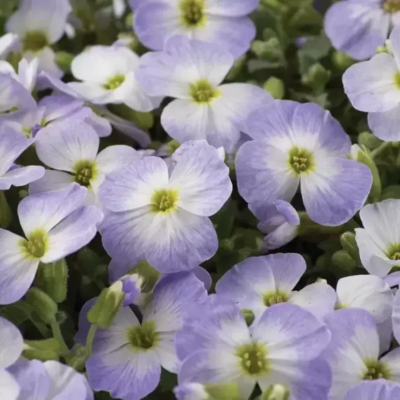 Aubrieta 'Florado Blue Bicolour' 9cm