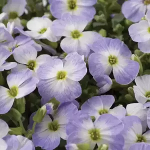 Aubrieta 'Florado Blue Blush Bicolour' 9cm