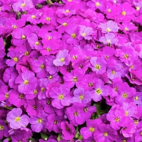 Aubrieta 'Florado Neon Pink' 2L