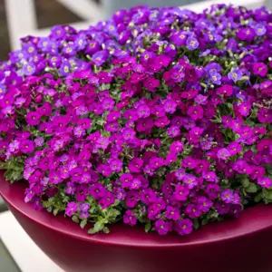 Aubrieta 'Glacier Red' 9cm