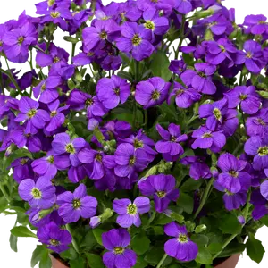 Aubrieta 'Glacier Sky Blue' 9cm