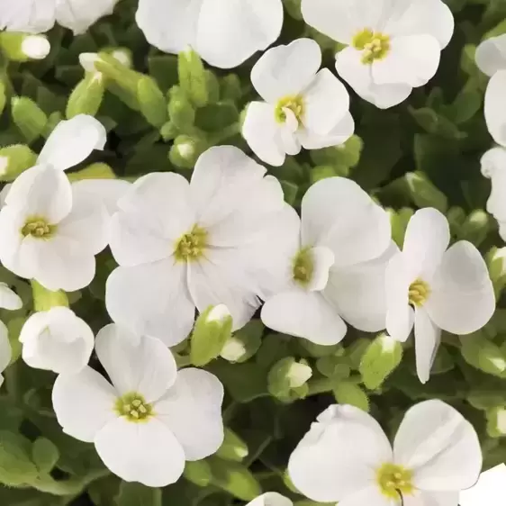 Aubrieta gracilis 'Kitte White' - image 1