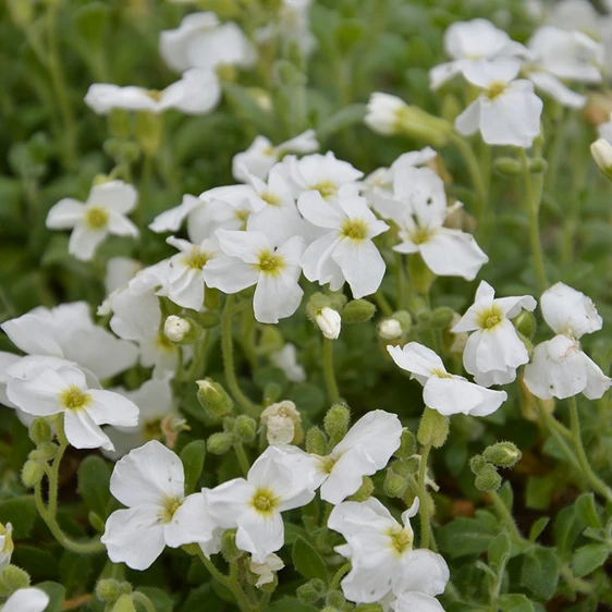 Image Credit: Kernock Park Plants Ltd.