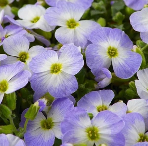 Aubrieta 'Redago Blue White Bicolour'