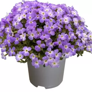 Aubrieta 'Redago Blue White Bicolour' 9cm