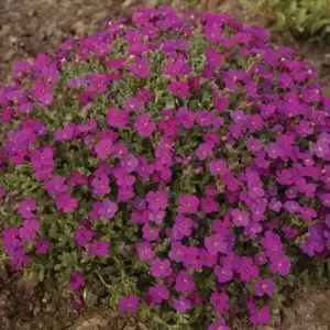 Aubrieta gracilis 'Redago Red' 9cm