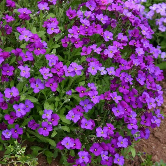 Aubrieta 'Royal Blue' 9cm