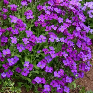 Aubrieta 'Royal Blue' 9cm