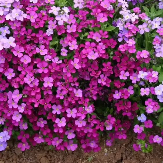 Aubrieta 'Royal Red' 9cm