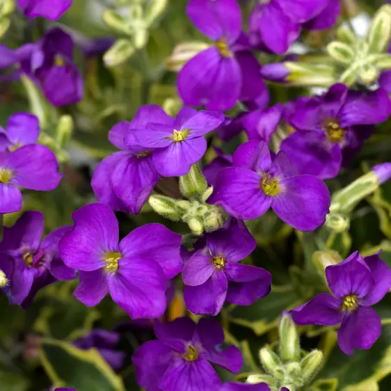 Image Credit: Syngenta