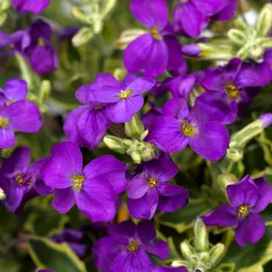 Image Credit: Syngenta