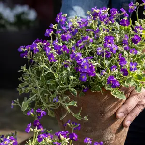 Image Credit: Syngenta