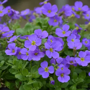 Aubrieta Audrey 'Sky Blue' 9cm